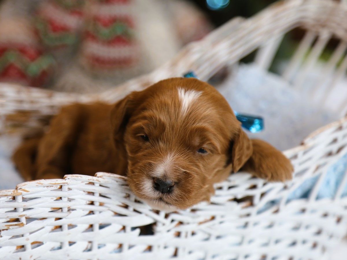 trusty (2).JPG