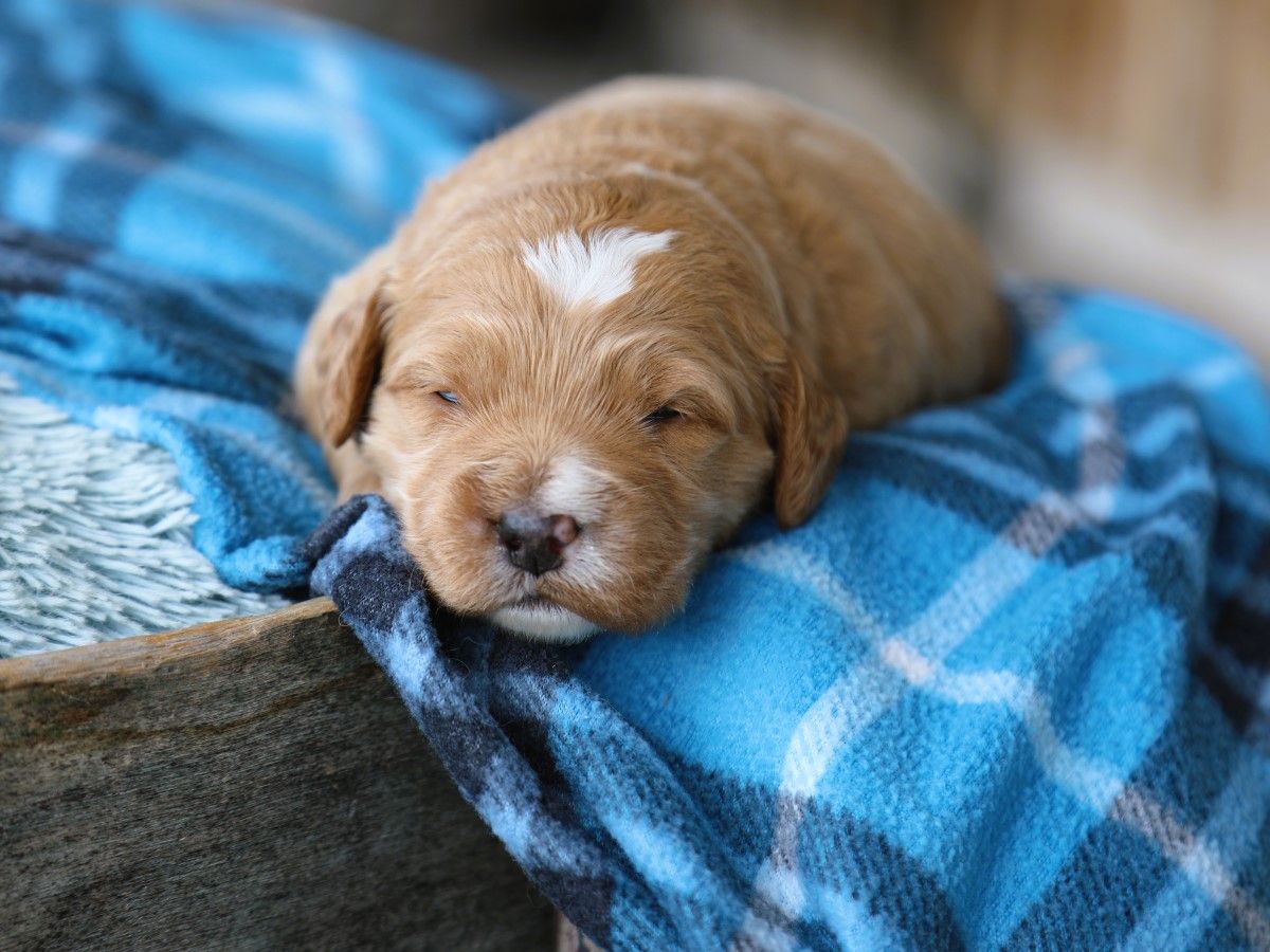 Teddy (2).JPG