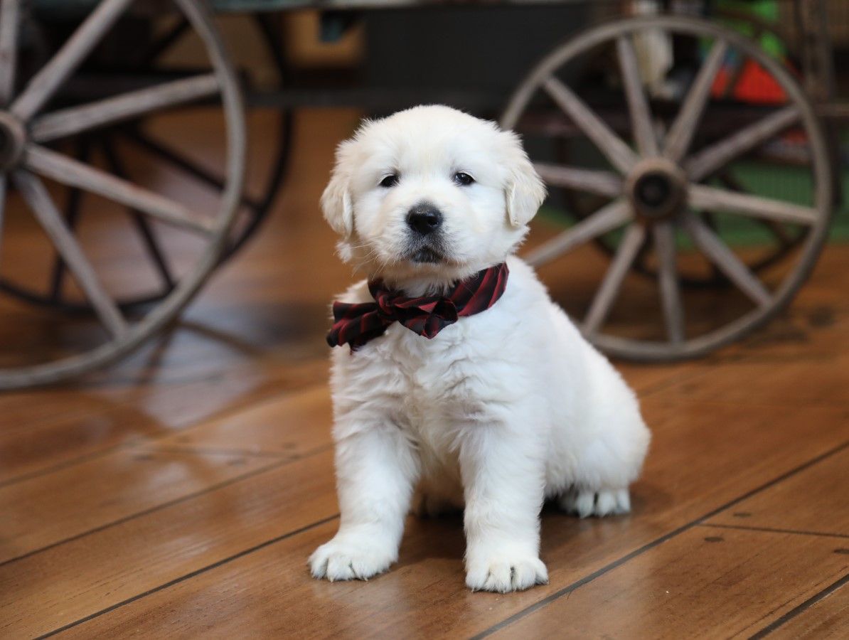 Memphis - Click to meet