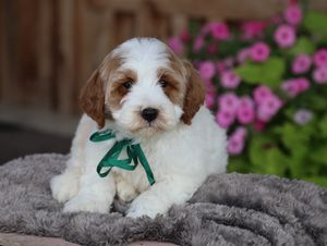  Kai • click to meet