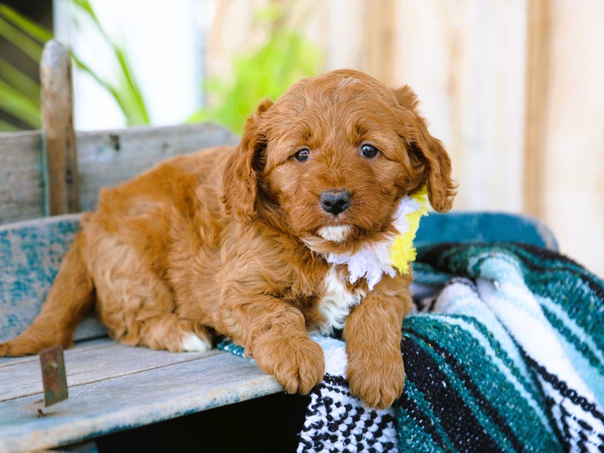 Ivy (2).JPG