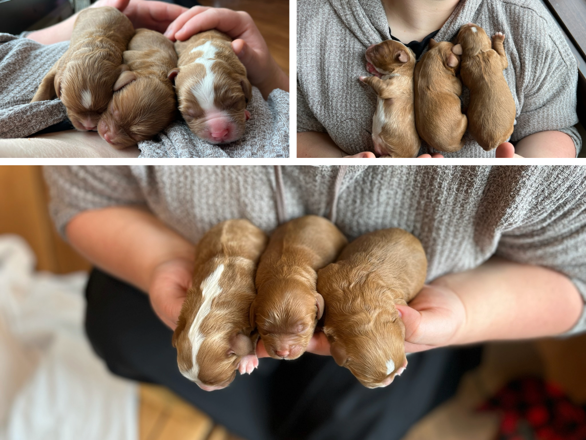 Spice's babies (2).png