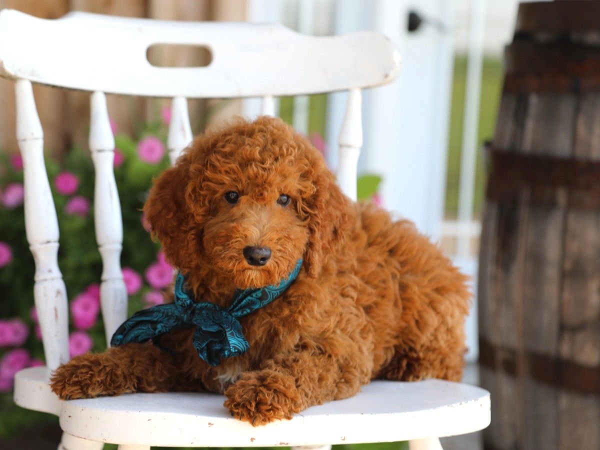 banjo (1).jpg
