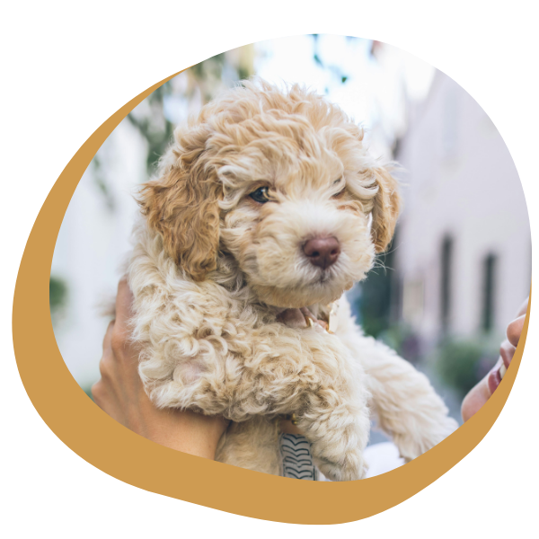 person holding cavapoo