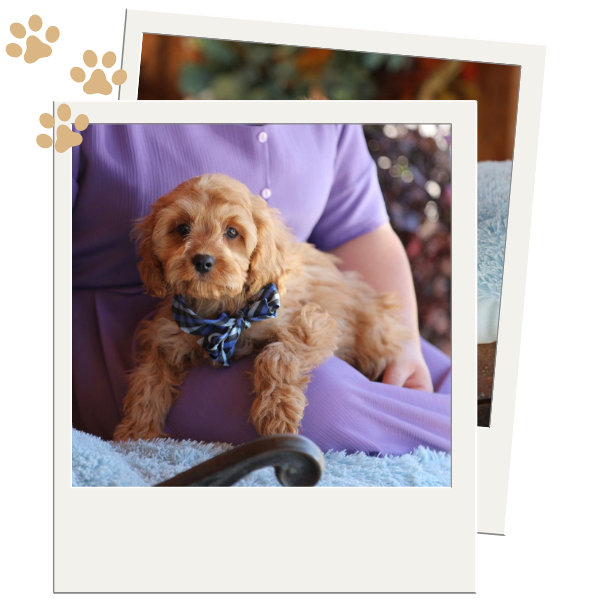 Cavapoo Breeders - Image 2.png