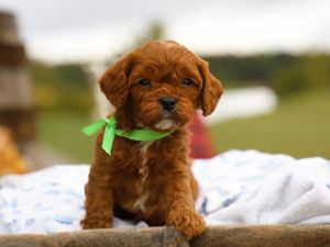  Winner • click to meet