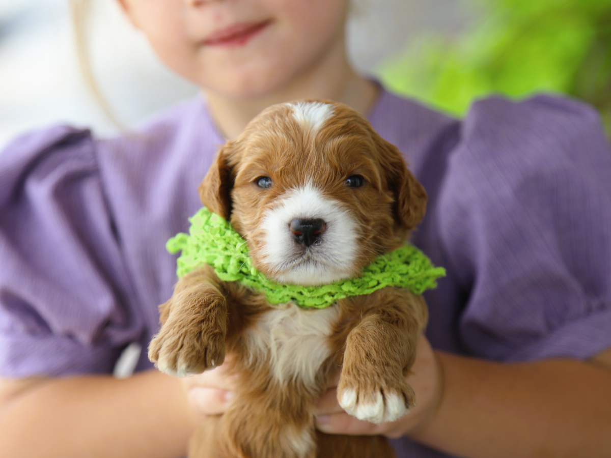 Mugsy • click to meet