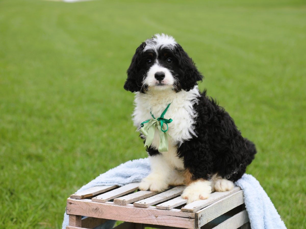 Chief • Click to Meet