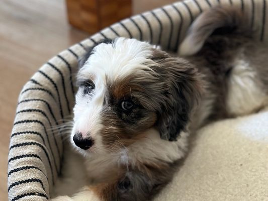 Newport Beach CA ADA • HOMED