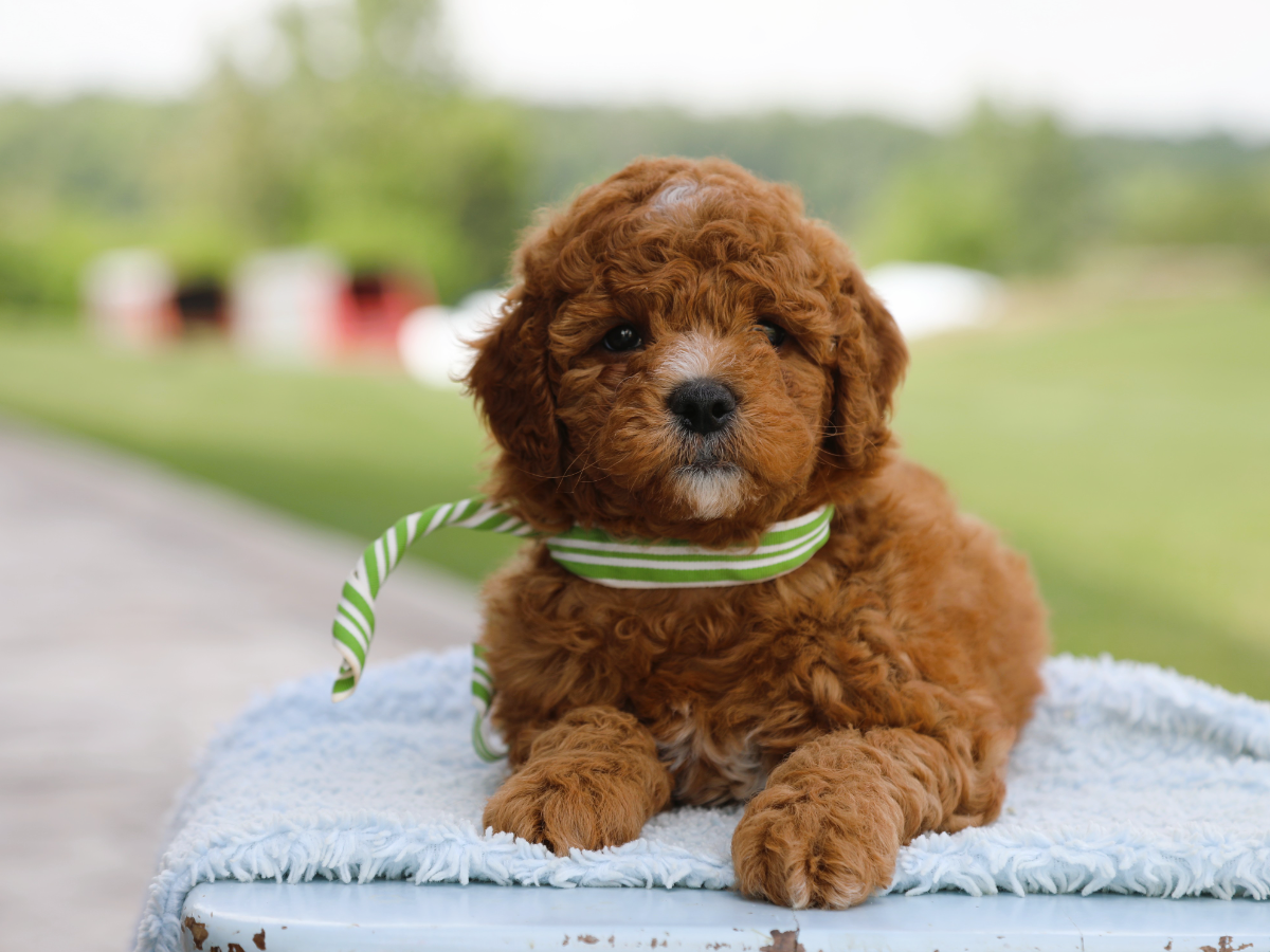  Fudge • click to meet