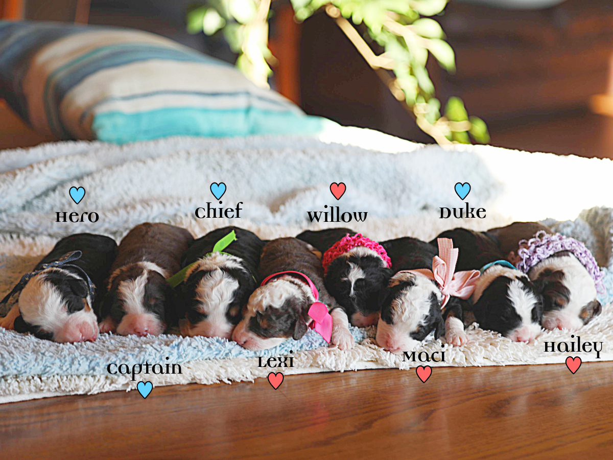 Zoey's Babies • click to meet