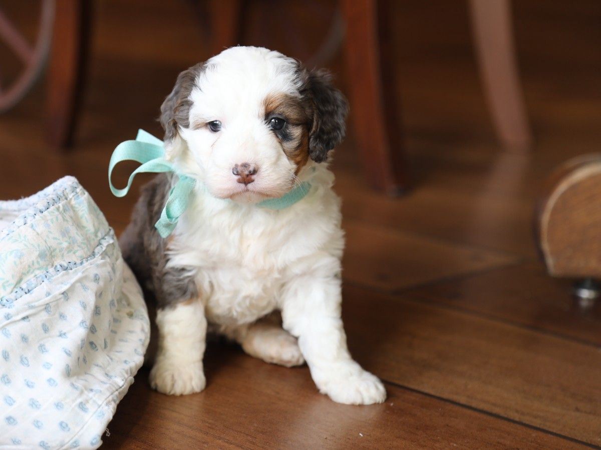 Meadow • Click to Meet