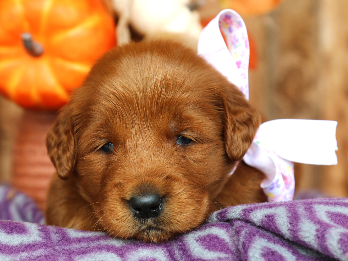 Patsy • click to meet
