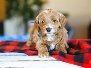 Carter • click to meet