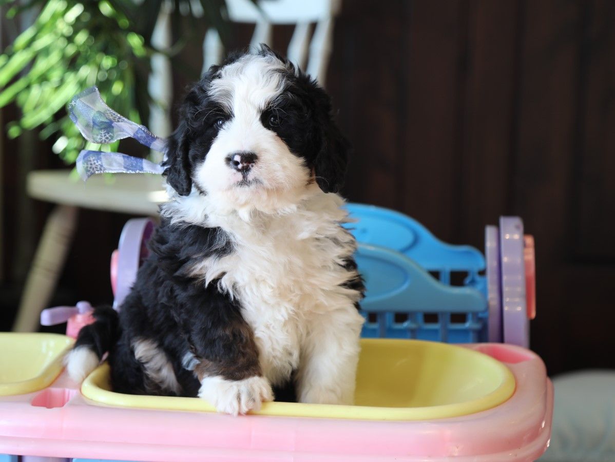 Ranger - click to meet