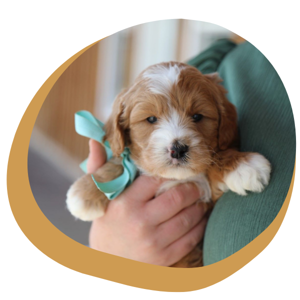 Goldendoodle for Sale - Image 4.png