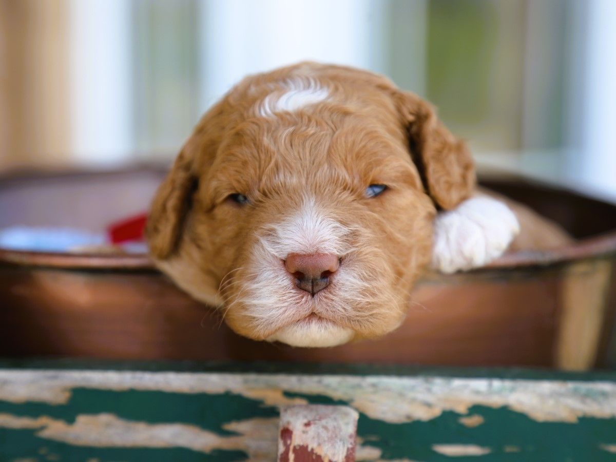 Sterling (4).JPG