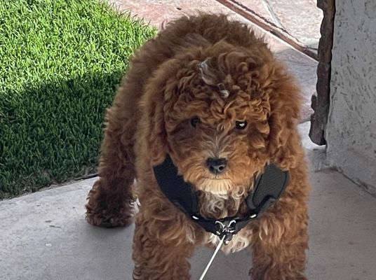 El Paso TX SAMMY • HOMED