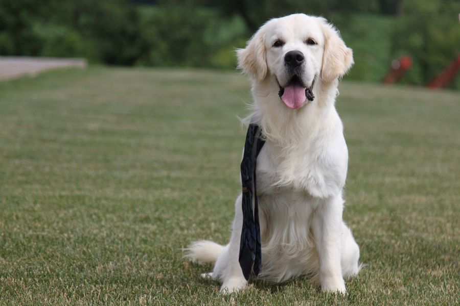 charlie (3).JPG