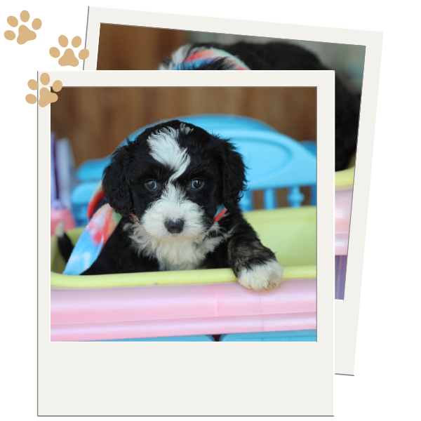 Mini Bernedoodle Puppies for Sale - Image 2.png