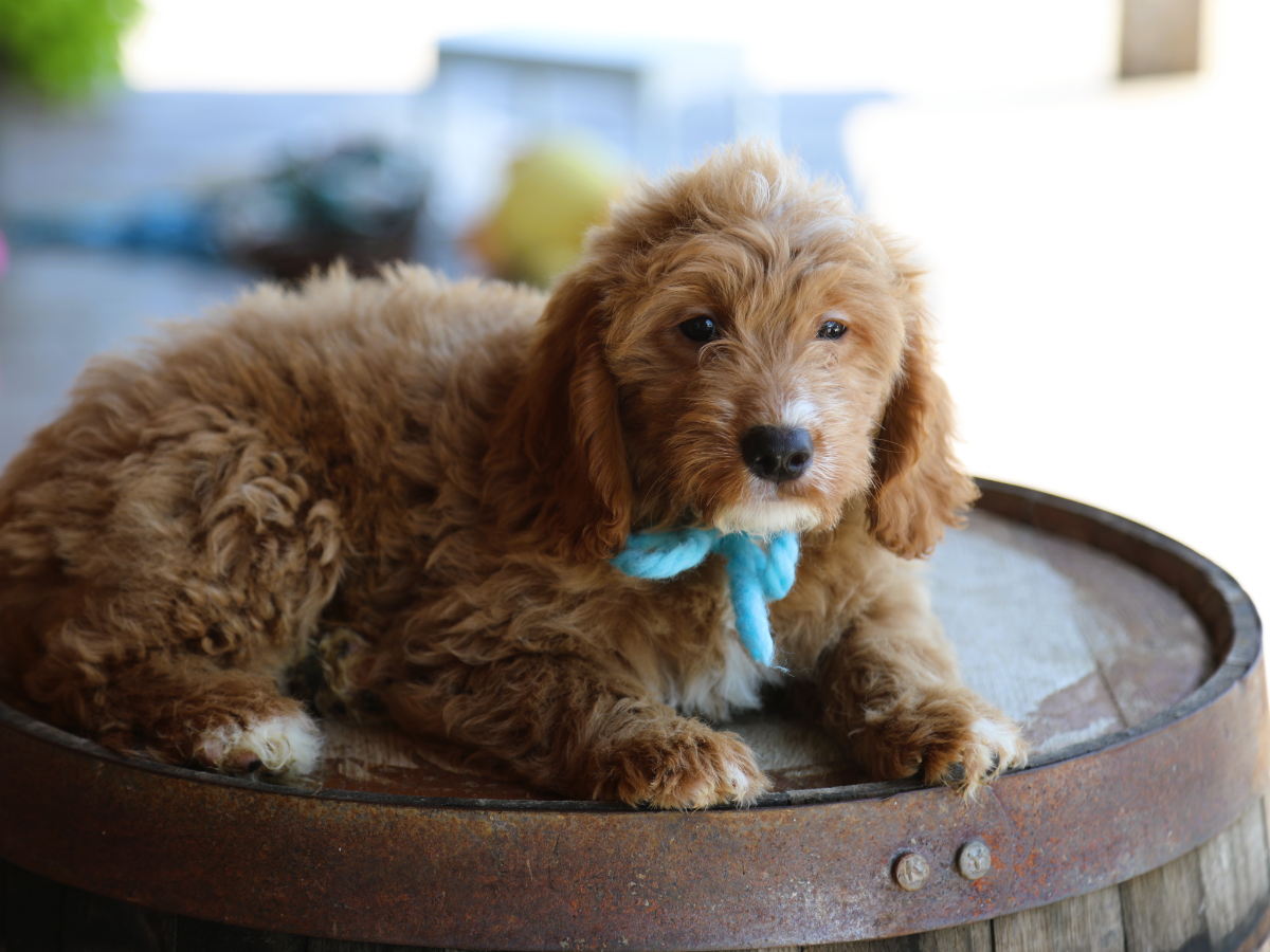 Baxter (2).png