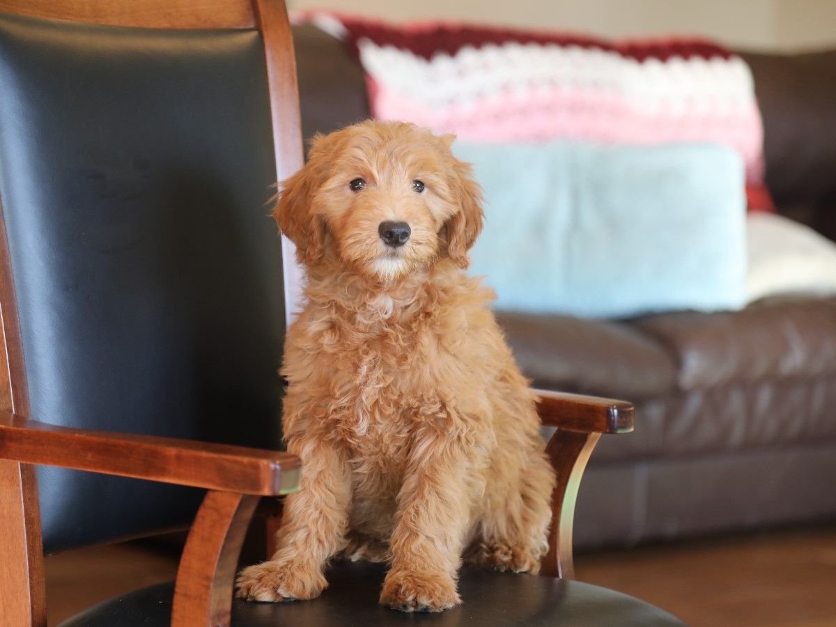  Freddy - click to meet