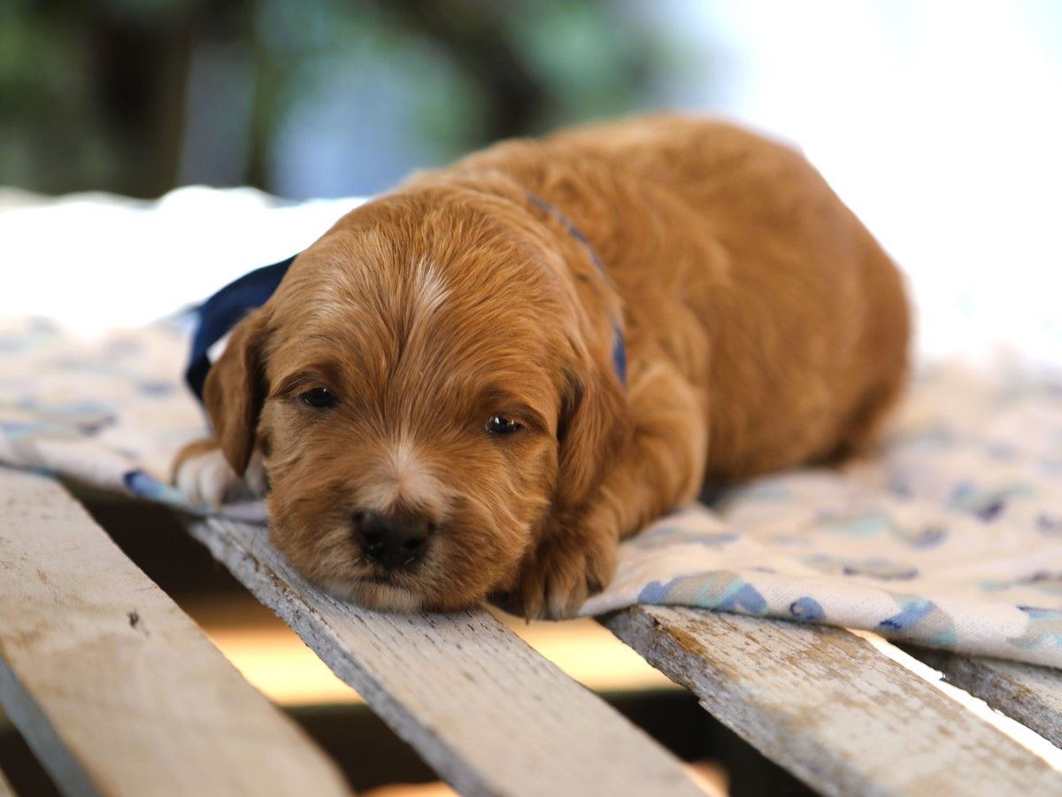 coby (1).JPG