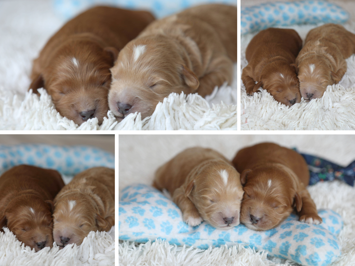 Liberty's Babies - click to meet