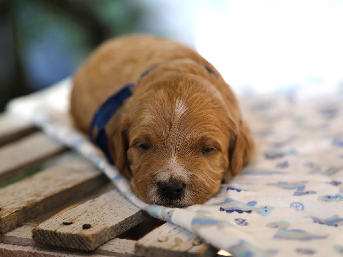 coby (2).JPG