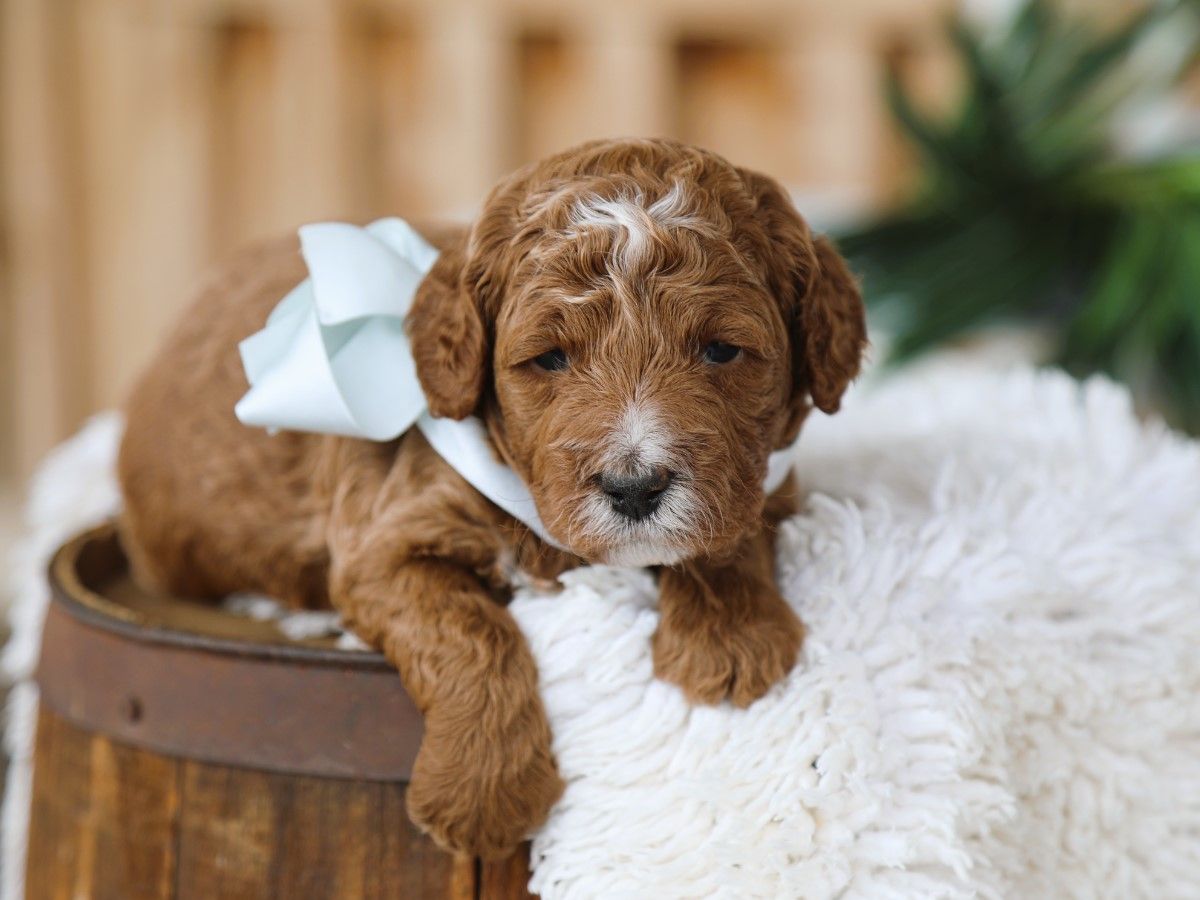 Barnie (4).JPG