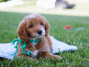 Teddy • click to meet