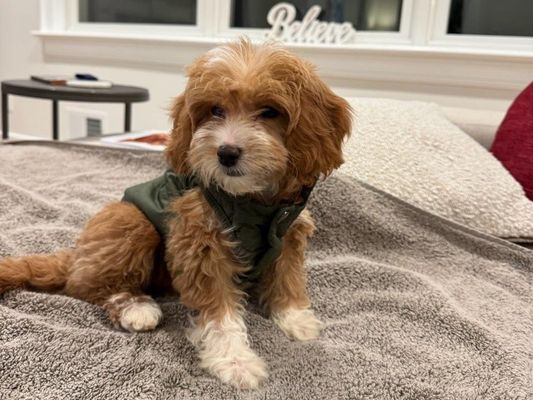 Chatham NJ BONNIE • HOMED