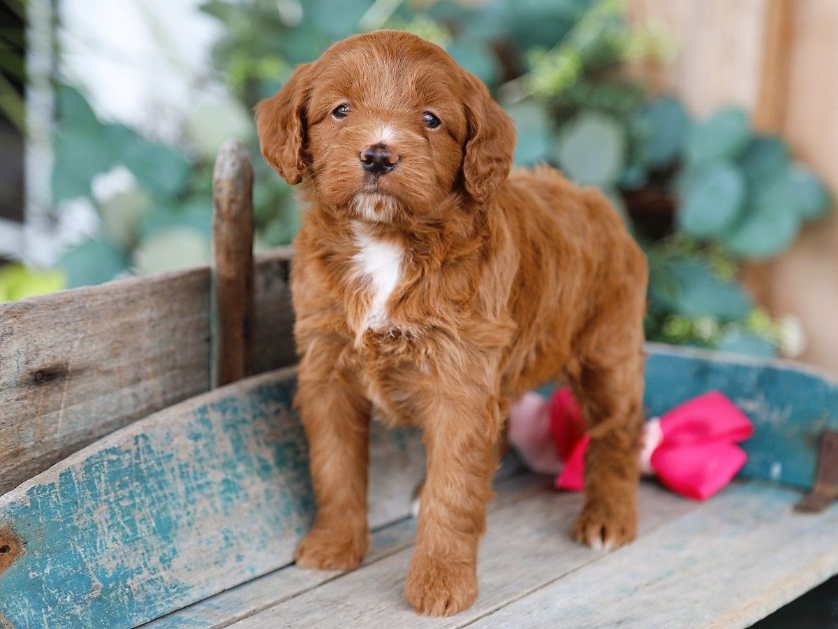  Suki • click to meet