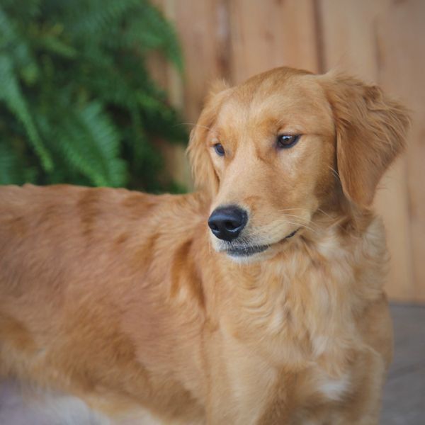 Leona - Copy.JPG