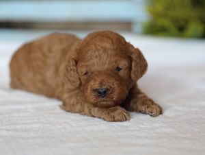 Theo • click to meet