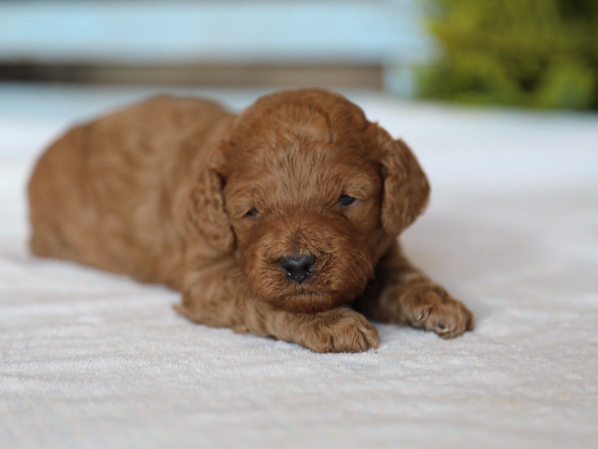 Theo • click to meet