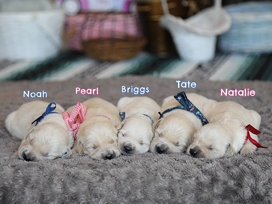 New Litters 4-10-3-Sally1.png