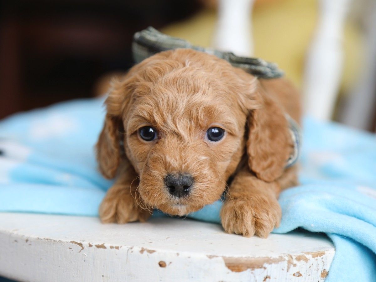 Truffle (4).JPG