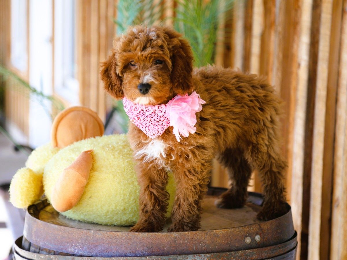 Abby • click to meet