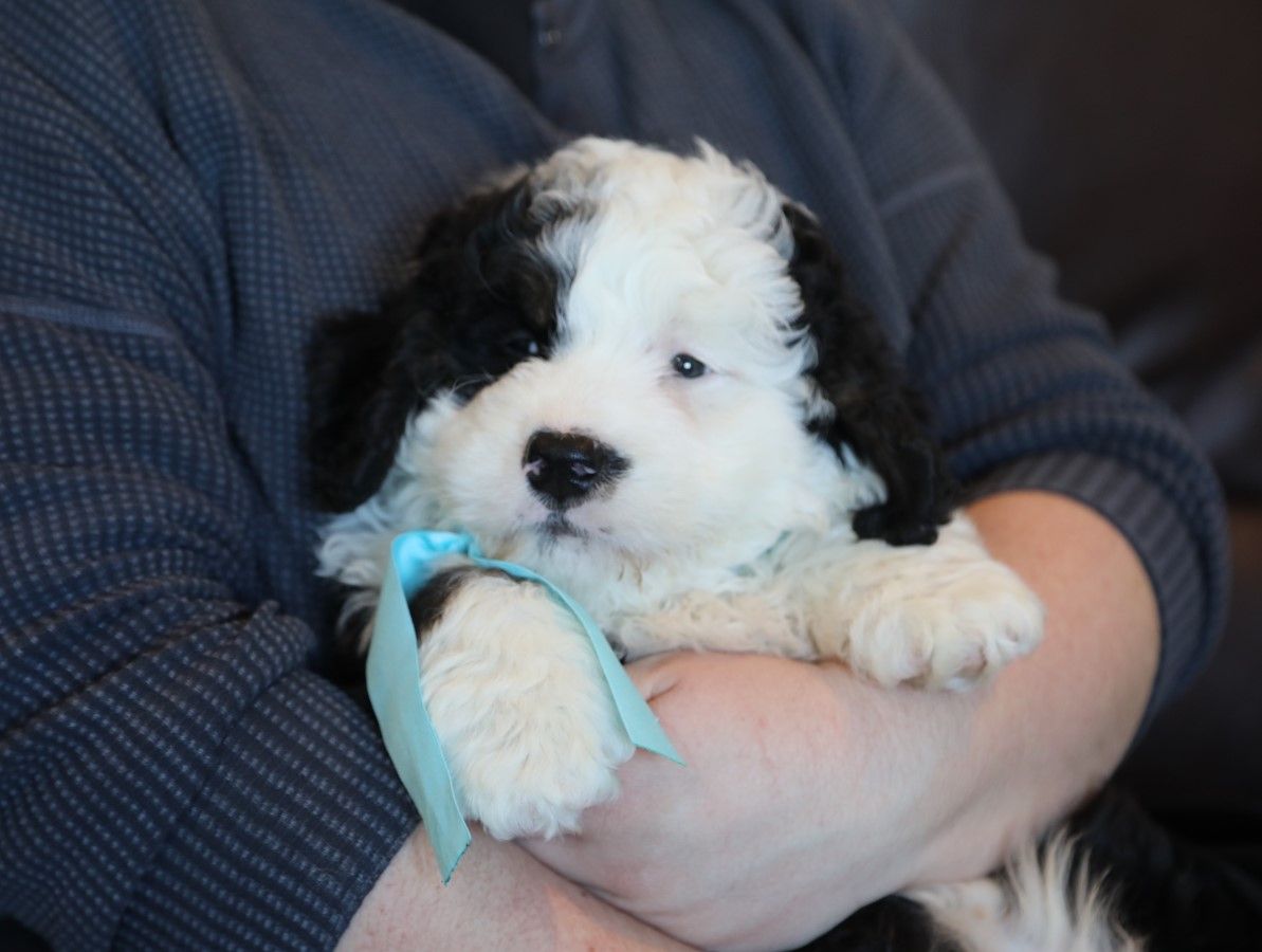  Wisdom - Click to meet