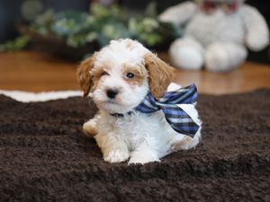  Nash • click to meet