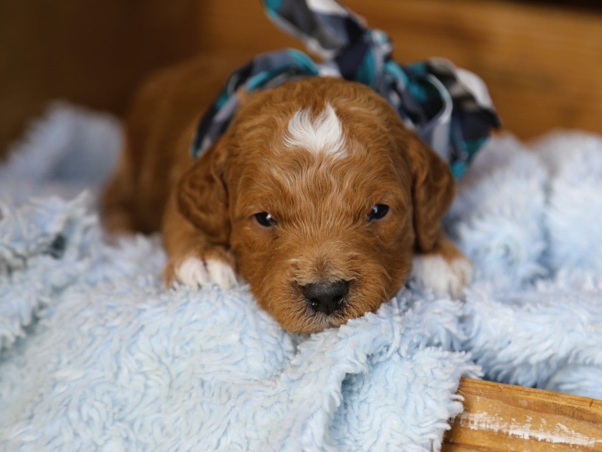 scooby (1).JPG