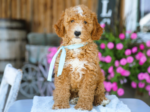 Red Goldendoodle puppy Blaze with a white chest and blue ribbon, sitting on a white blanket by a wagon wheel Meet Blaze: Red and White Micro Mini Goldendoodle Puppy