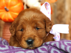 Patsy • click to meet