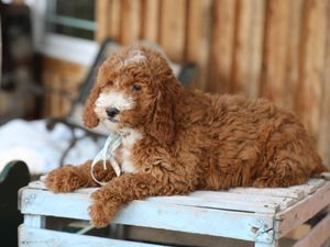 Lee • click to meet