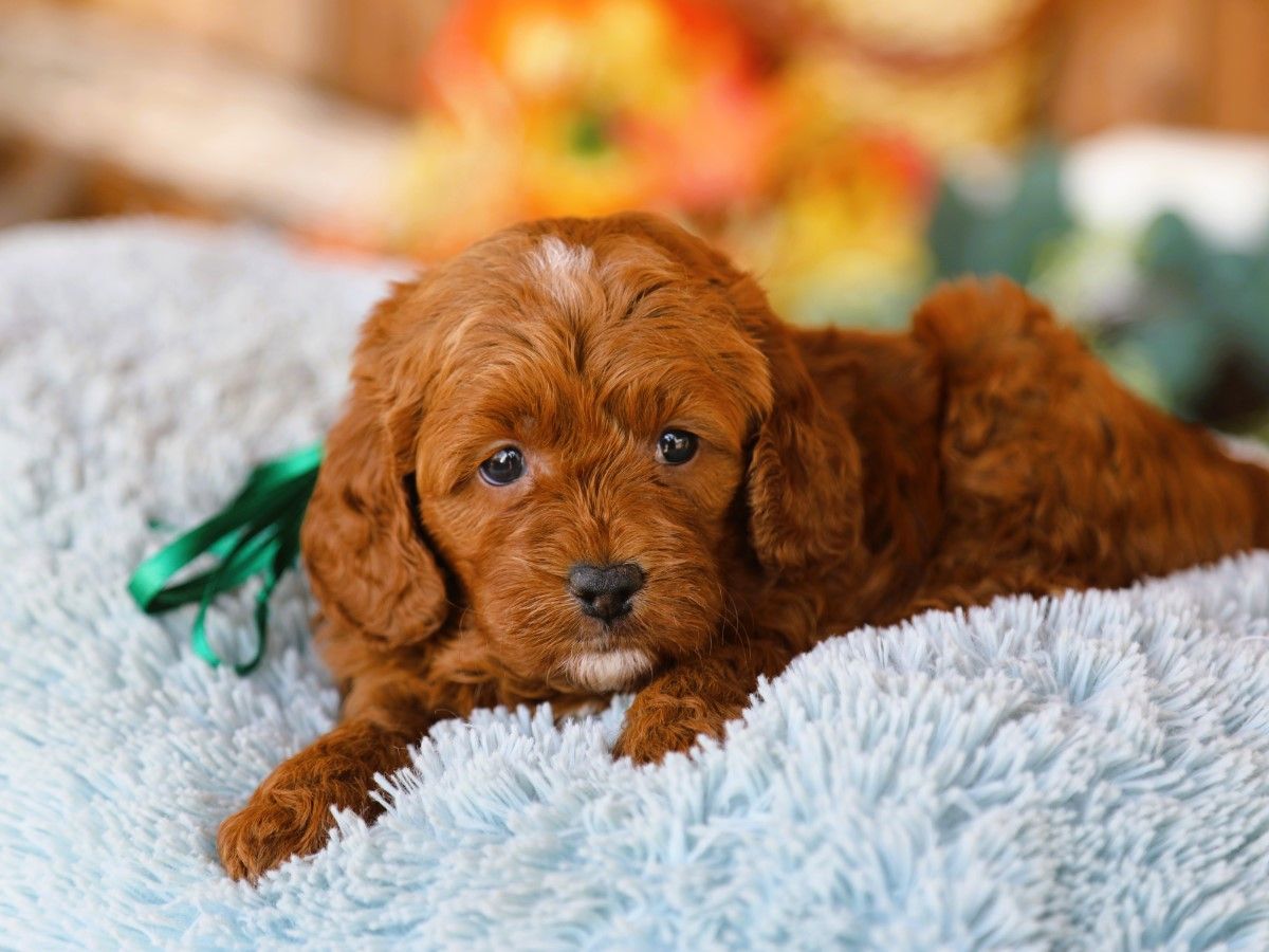 Twix (1).JPG