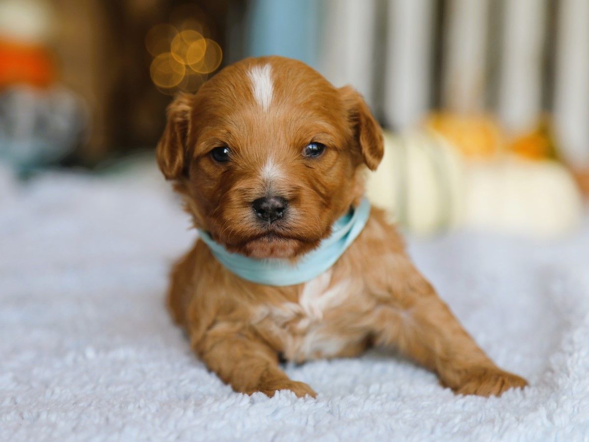 Freddy • click to meet