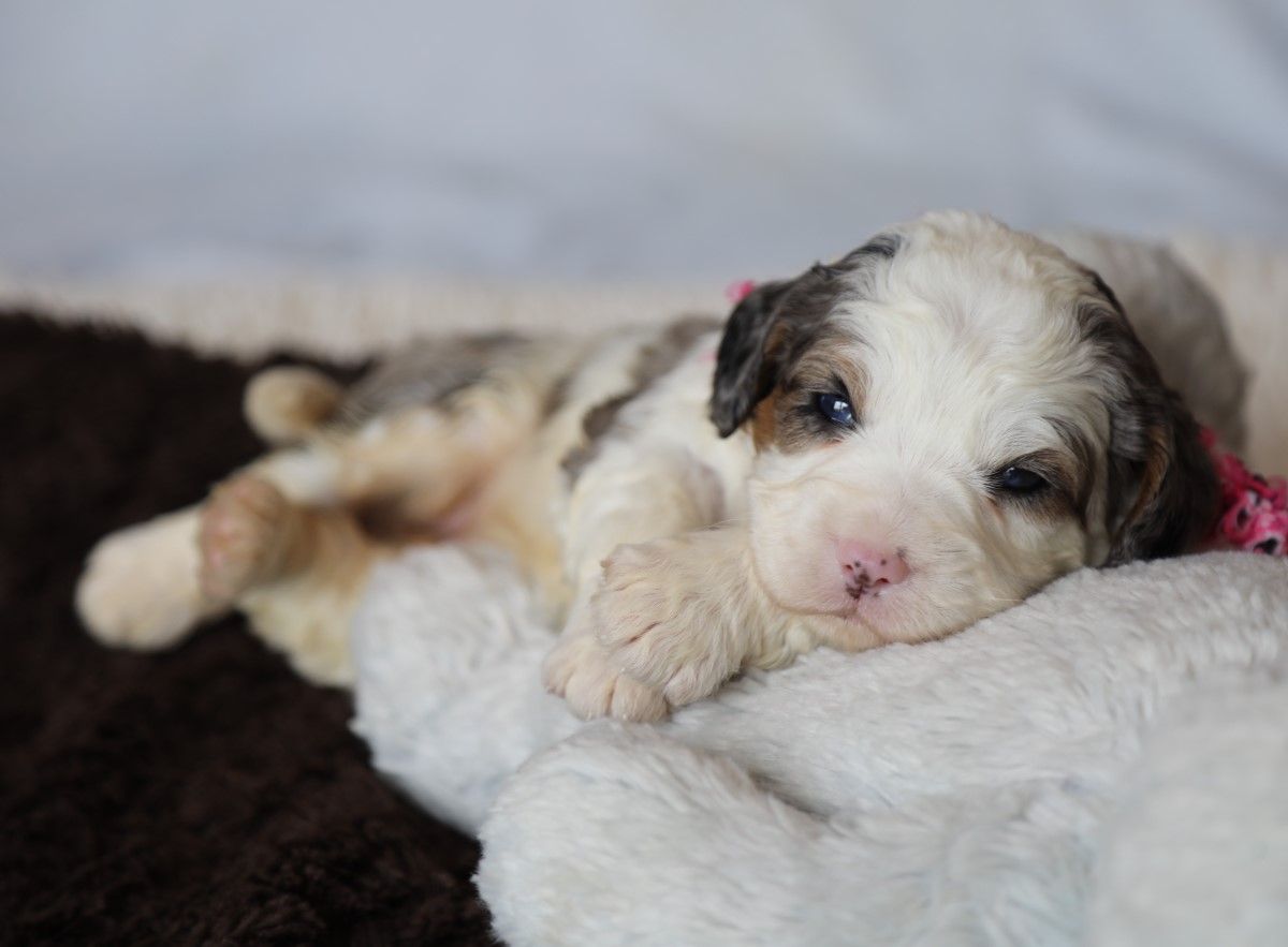 SKye (1).JPG