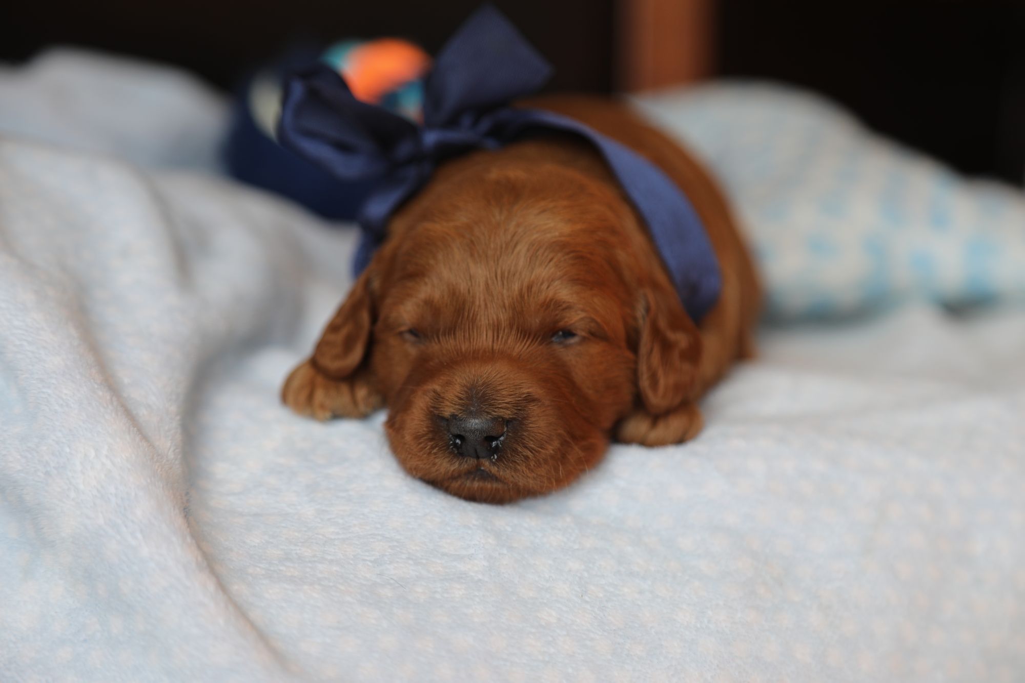 Fred (3).JPG