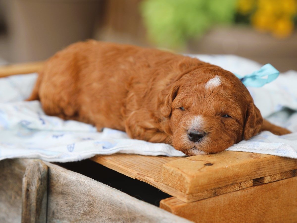 Fudge (2).JPG